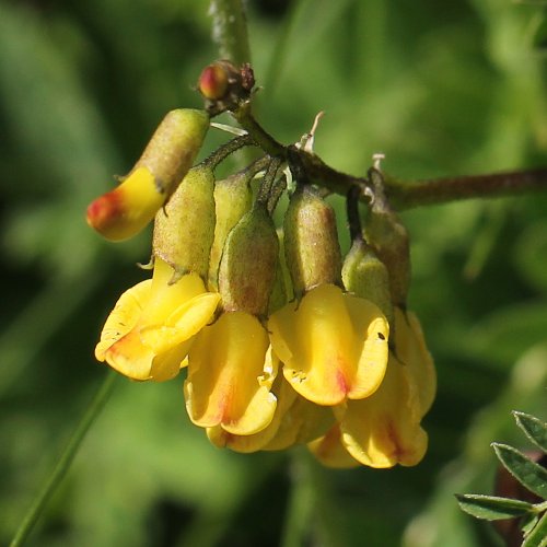 Alpenlinse / Astragalus penduliflorus