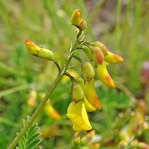 Alpenlinse / Astragalus penduliflorus