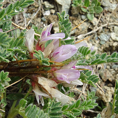 Dorniger Tragant / Astragalus sempervirens