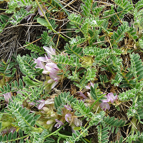 Dorniger Tragant / Astragalus sempervirens