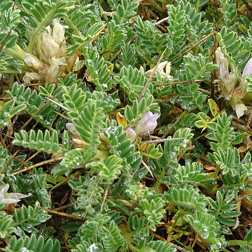 Dorniger Tragant / Astragalus sempervirens