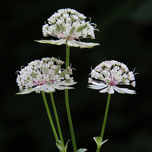 Grosse Sterndolde / Astrantia major