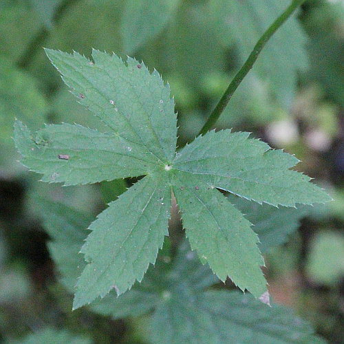 Grosse Sterndolde / Astrantia major