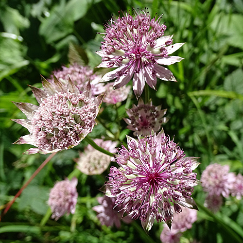 Grosse Sterndolde / Astrantia major