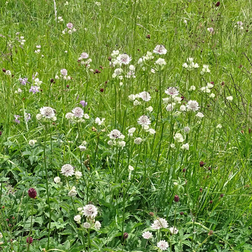 Grosse Sterndolde / Astrantia major