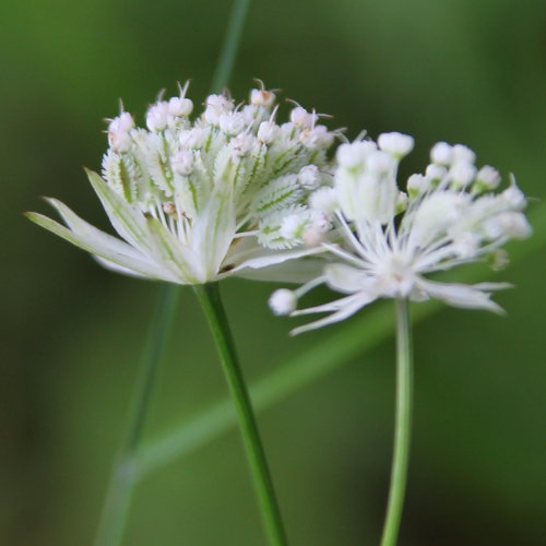 Kleine Sterndolde / Astrantia minor L.