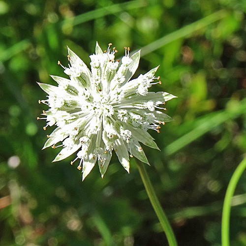 Kleine Sterndolde / Astrantia minor L.