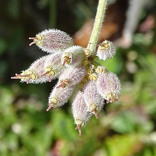 Augenwurz / Athamanta cretensis