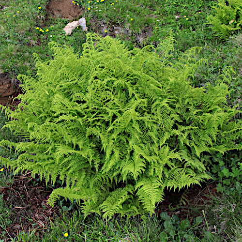 Gebirgs-Frauenfarn / Athyrium distentifolium