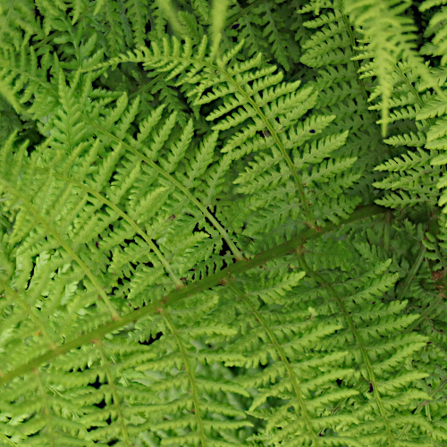 Gebirgs-Frauenfarn / Athyrium distentifolium