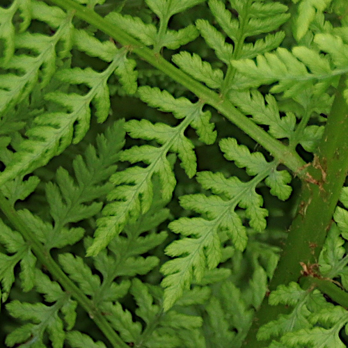 Gebirgs-Frauenfarn / Athyrium distentifolium