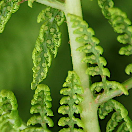 Gebirgs-Frauenfarn / Athyrium distentifolium