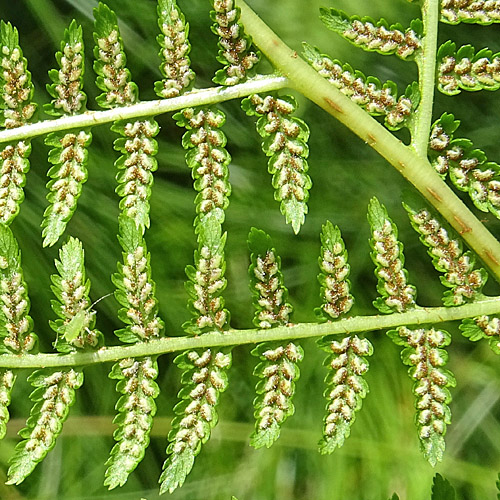 Wald-Frauenfarn / Athyrium filix-femina