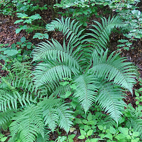 Wald-Frauenfarn / Athyrium filix-femina