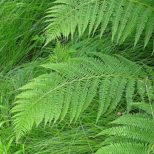 Wald-Frauenfarn / Athyrium filix-femina