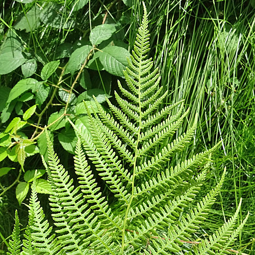 Wald-Frauenfarn / Athyrium filix-femina