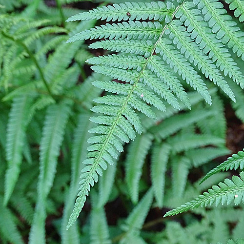 Wald-Frauenfarn / Athyrium filix-femina