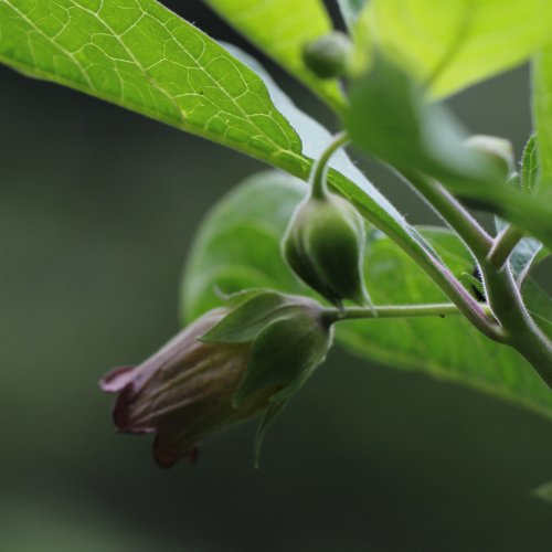 Tollkirsche / Atropa bella-donna