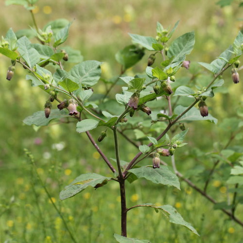 Tollkirsche / Atropa bella-donna