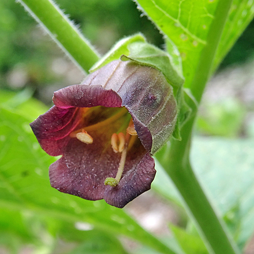 Tollkirsche / Atropa bella-donna