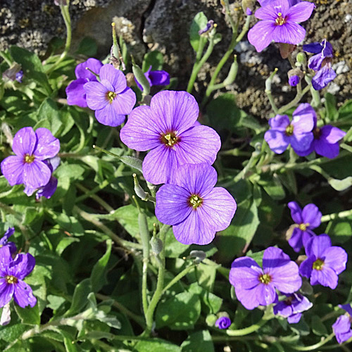 Blaukissen / Aubrieta deltoidea