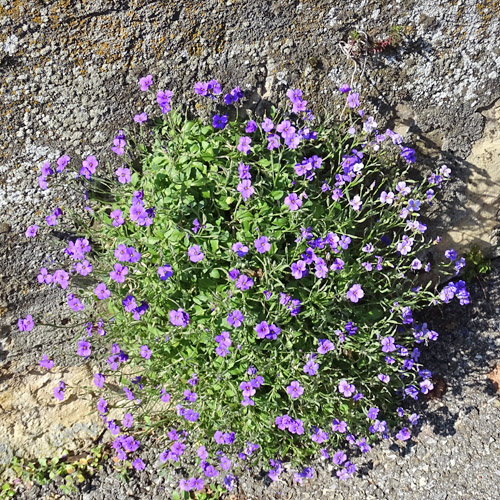 Blaukissen / Aubrieta deltoidea