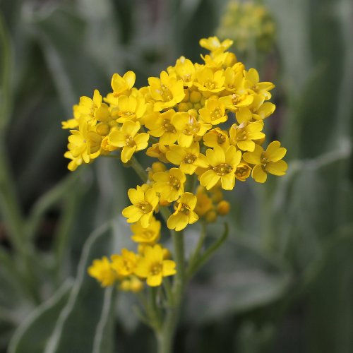 Felsen-Steinkraut / Aurinia saxatilis