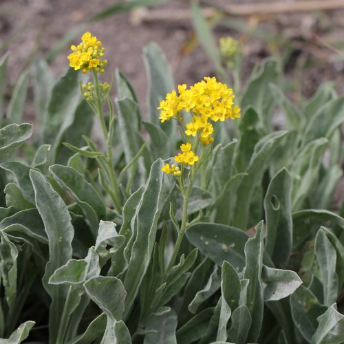 Felsen-Steinkraut / Aurinia saxatilis