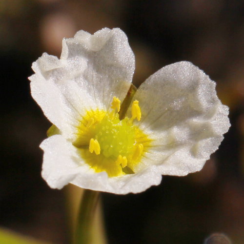 Igelschlauch / Baldellia ranunculoides