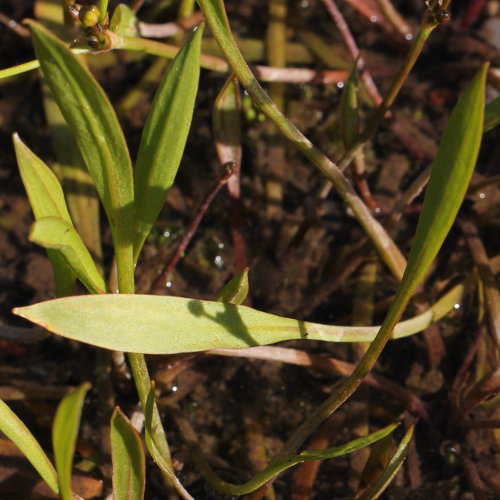 Igelschlauch / Baldellia ranunculoides