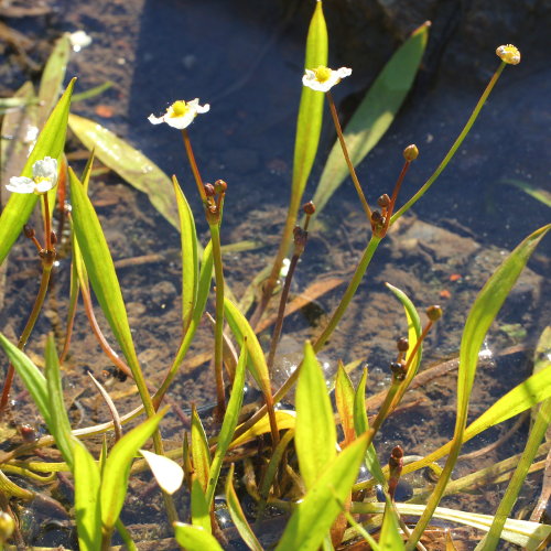 Igelschlauch / Baldellia ranunculoides