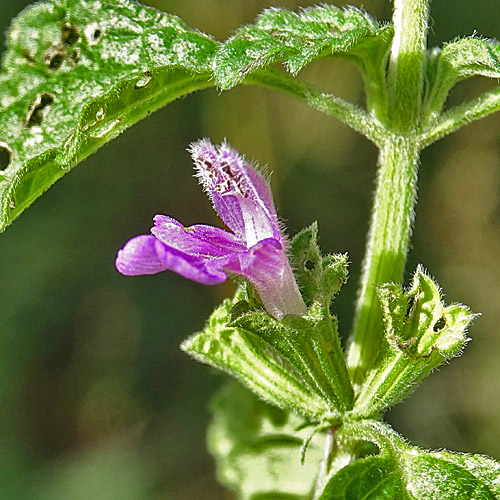 Südliche Schwarznessel / Ballota nigra subsp. meridionalis