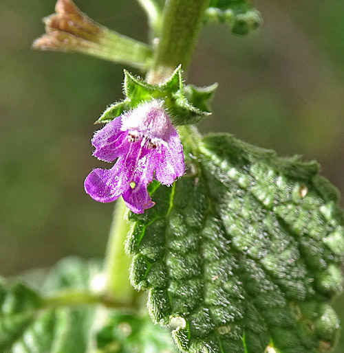 Südliche Schwarznessel / Ballota nigra subsp. meridionalis