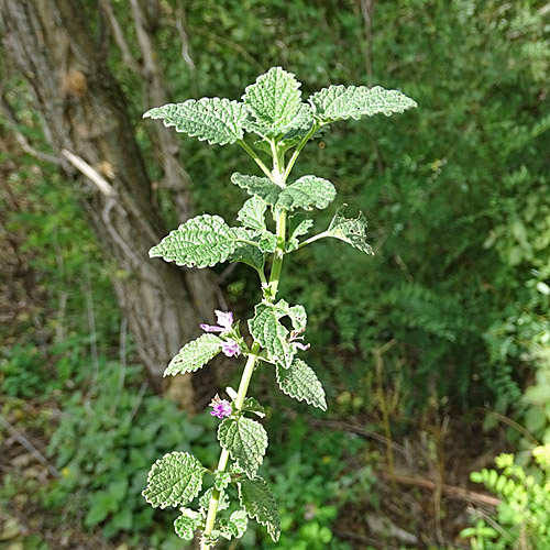 Südliche Schwarznessel / Ballota nigra subsp. meridionalis