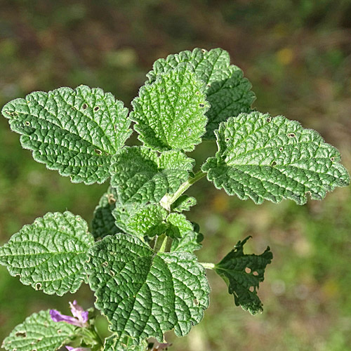 Südliche Schwarznessel / Ballota nigra subsp. meridionalis