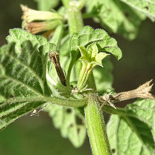 Südliche Schwarznessel / Ballota nigra subsp. meridionalis