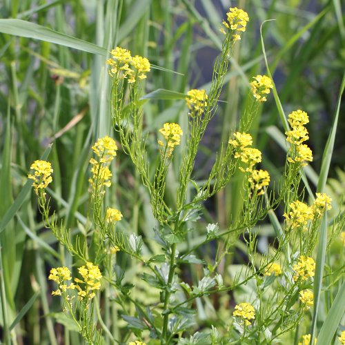 Gemeine Winterkresse / Barbarea vulgaris