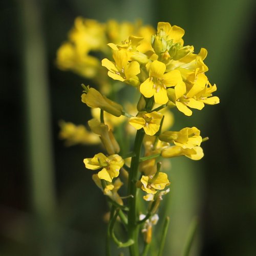 Gemeine Winterkresse / Barbarea vulgaris