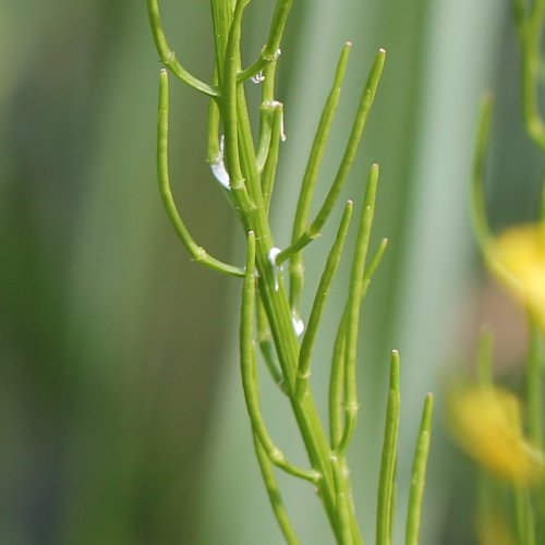 Gemeine Winterkresse / Barbarea vulgaris