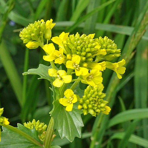 Gemeine Winterkresse / Barbarea vulgaris