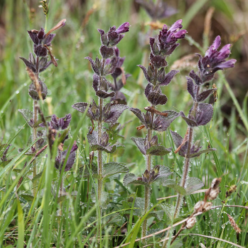 Alpenhelm / Bartsia alpina