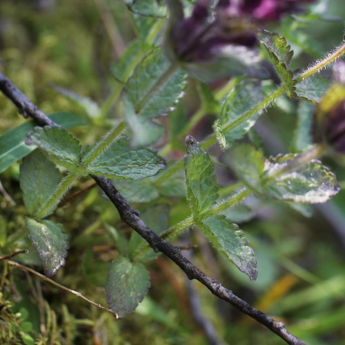 Alpenhelm / Bartsia alpina