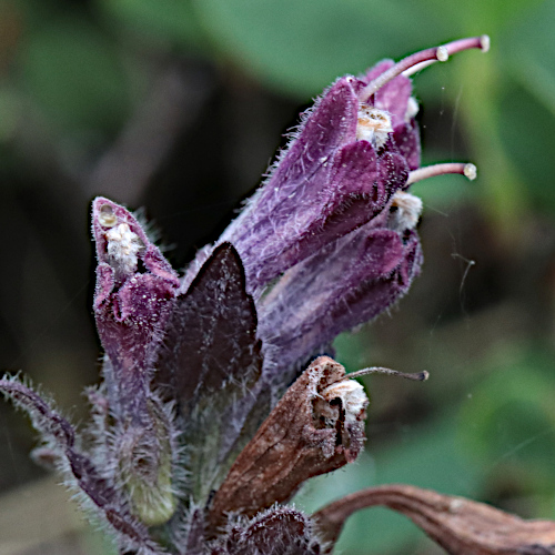 Alpenhelm / Bartsia alpina