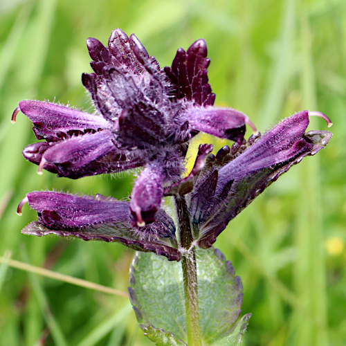 Alpenhelm / Bartsia alpina