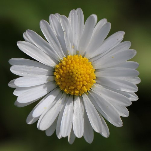 Massliebchen / Bellis perennis