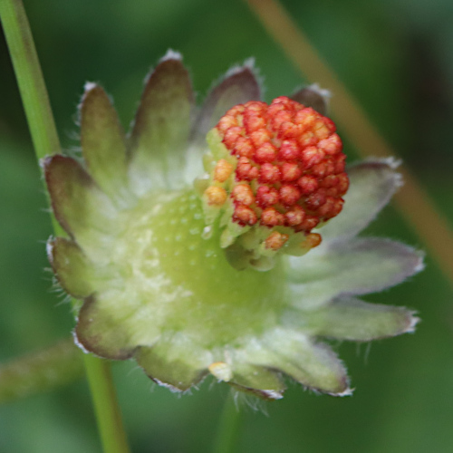 Massliebchen / Bellis perennis