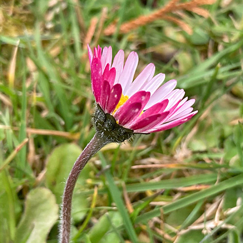 Massliebchen / Bellis perennis