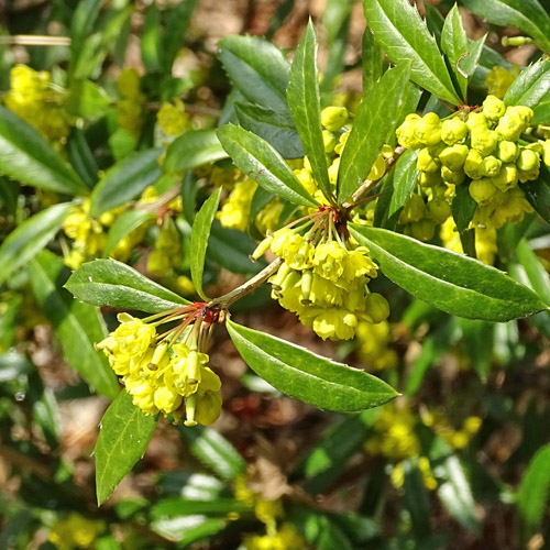 Julianes Berberitze / Berberis julianae