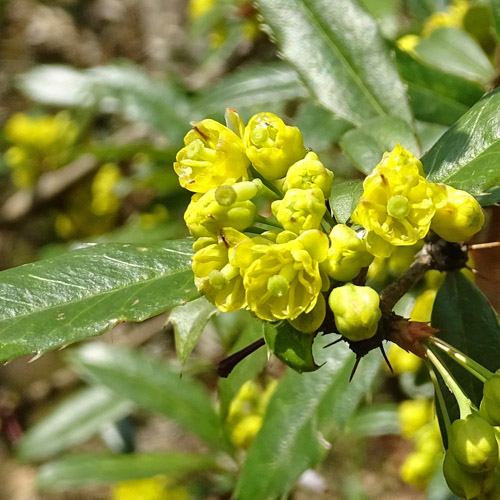 Julianes Berberitze / Berberis julianae