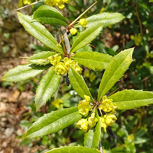 Julianes Berberitze / Berberis julianae